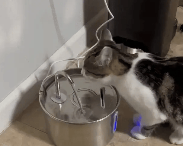 Prečo vaša mačka nechce piť z misky a ako to Packovo rieši